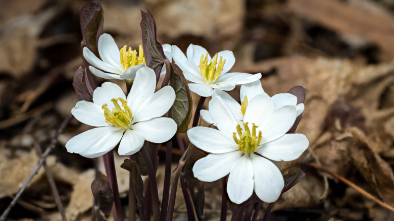 Close-up photo of white twinleaf flowers