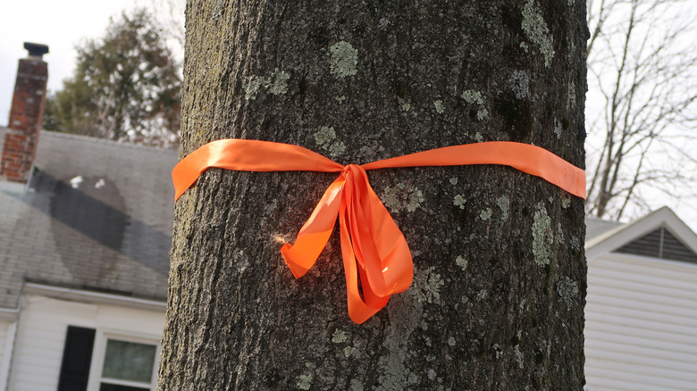 Orange ribbon tied to tree in bow