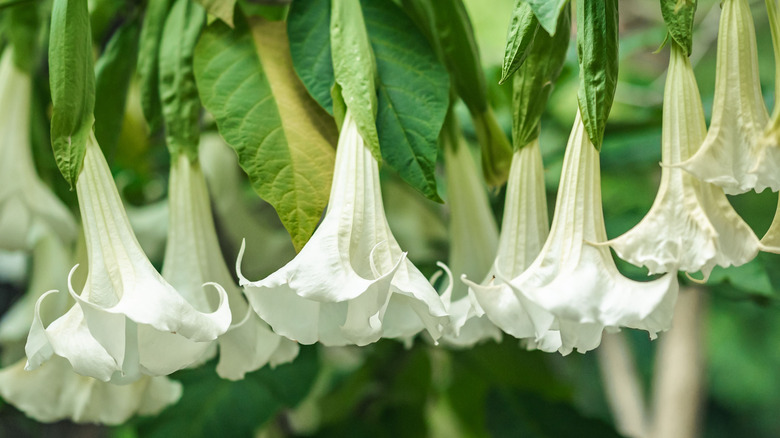 White Angel's Trumpet flowers hanging down