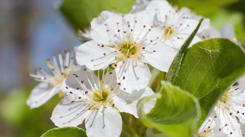 White flowers of Bradford pear tree