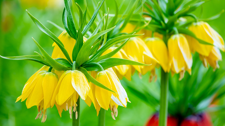 Drooping yellow flowers Crown Imperial plant