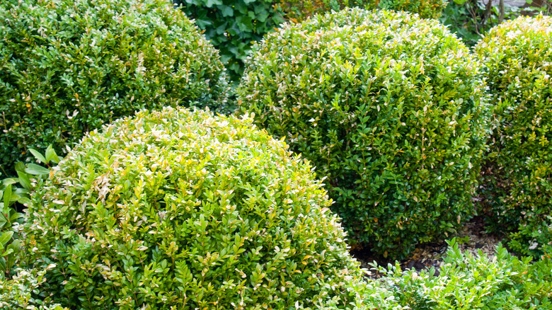 Green English Boxwood bushes rounded in group