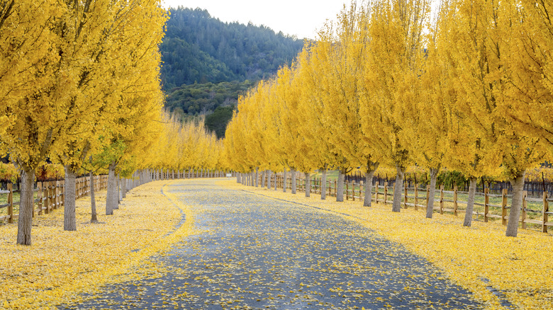 Path lined with golden ginkgo trees