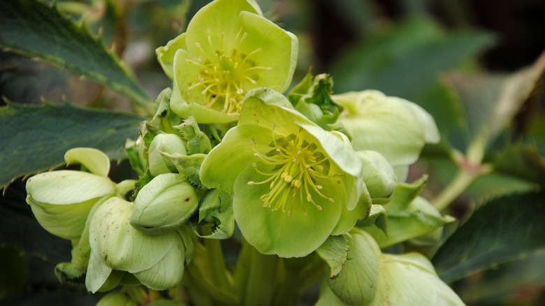 Green-yellow flowers of the Hellebore plant