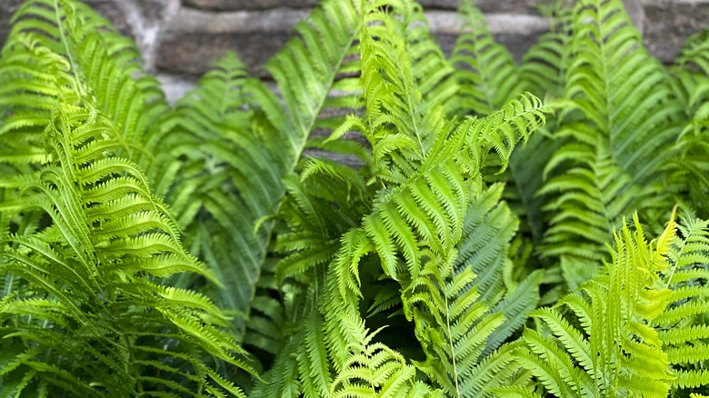 Hardy ostrich ferns by a stone wall in a yard