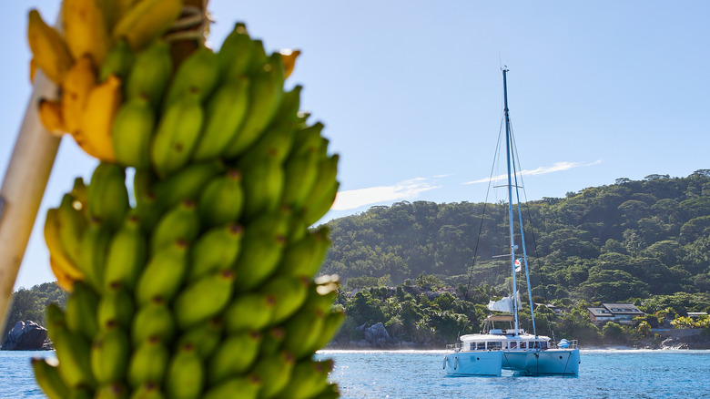 Bananas hanging in foreground, with boat on the water behind