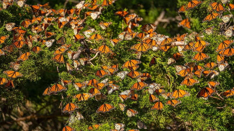 Many monarch butterflies resting up on branches