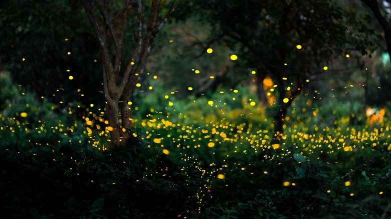 Fireflies in bushes and trees at night