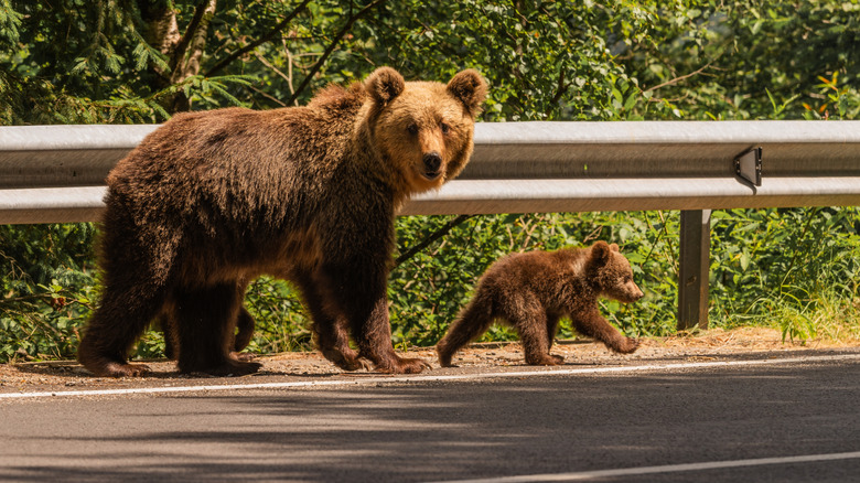 Mother bear crossing road with cub, looking at camera