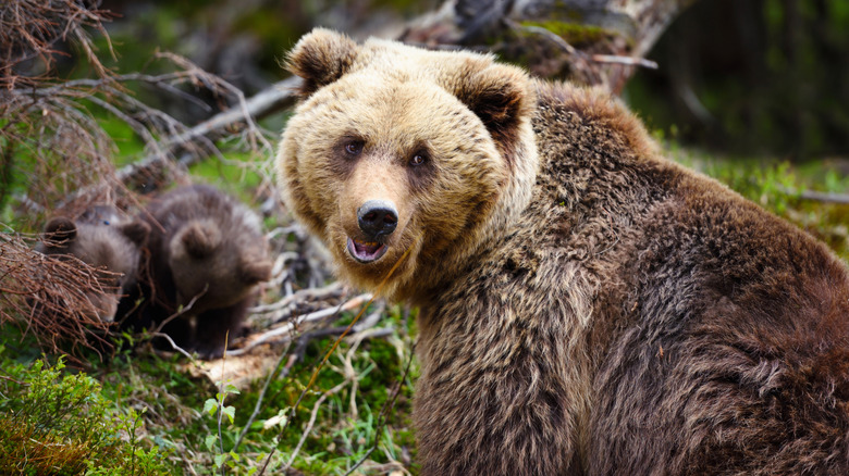 Female brown bear with cubs behind her