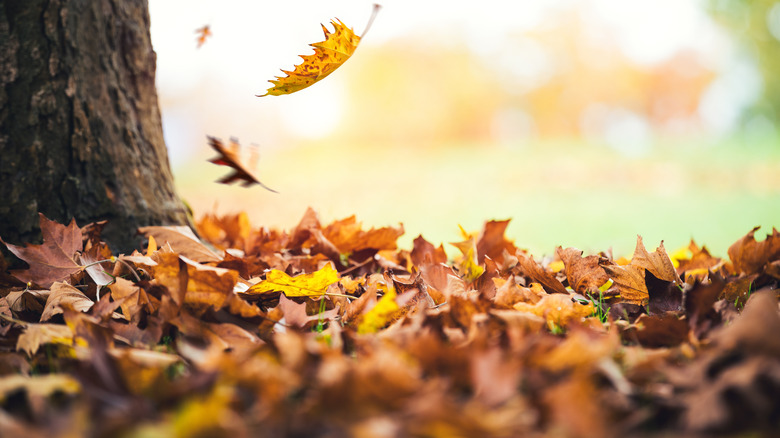 Blanket of leaves on ground