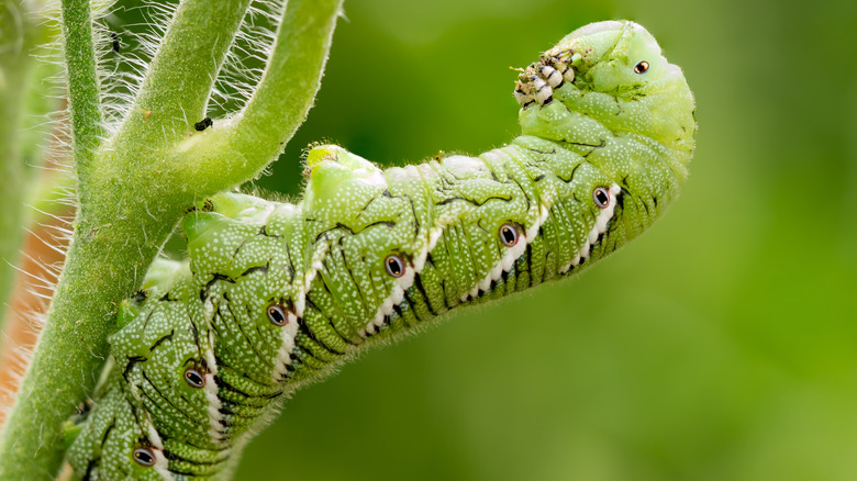 A tomato hornworm on a tomato stalk