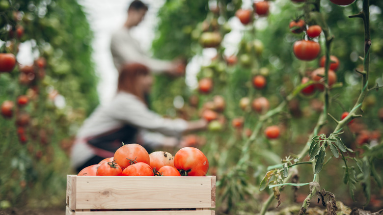 Gardeners harvesting tomatoes