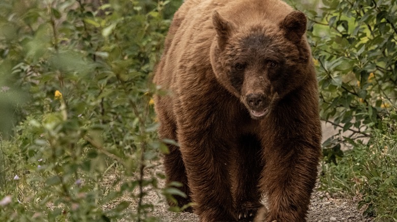 bear moving down trail