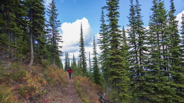 Person hiking along Huckleberry Mountain Trail