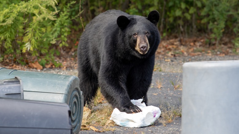 black bear in trash