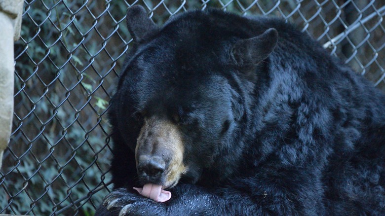 black bear next to fence, licking paw