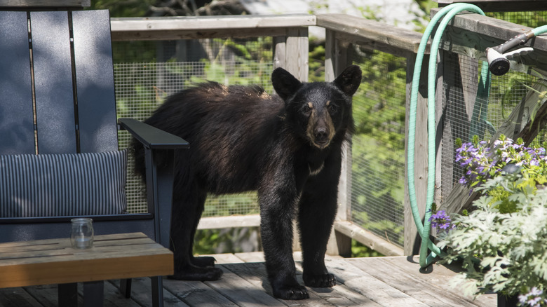 Young black bear on patio