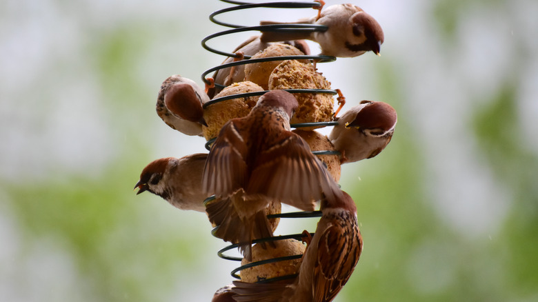 Birds flocking to suet cakes