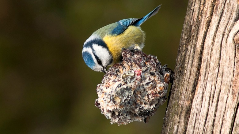 Bird eating from homemade suet