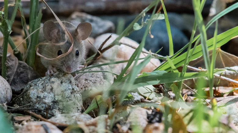 Mouse in yard