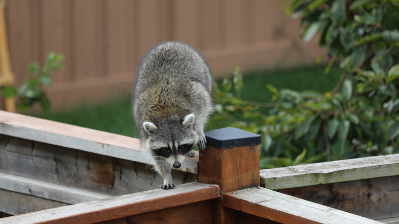 racoon on fence