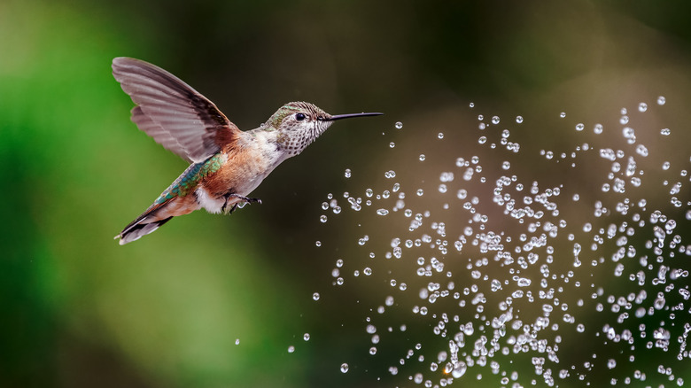 Hummingbird about to get sprayed with water