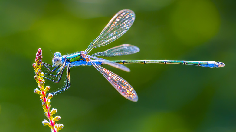 Dragonfly resting on plant