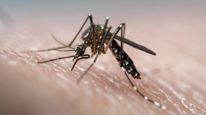 Mosquito on someone's skin