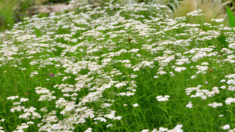 flowering yarrow plants