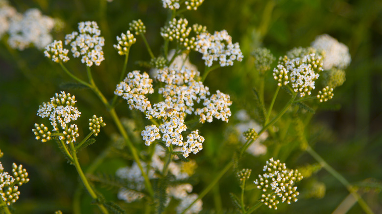 flowering yarrow with stems