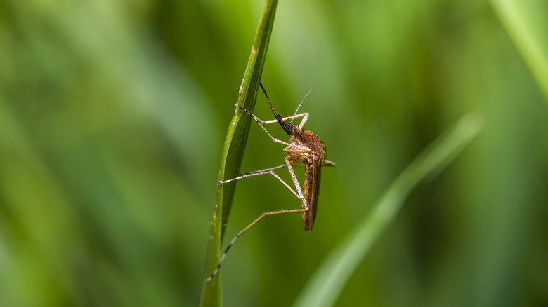 mosquito on a plant