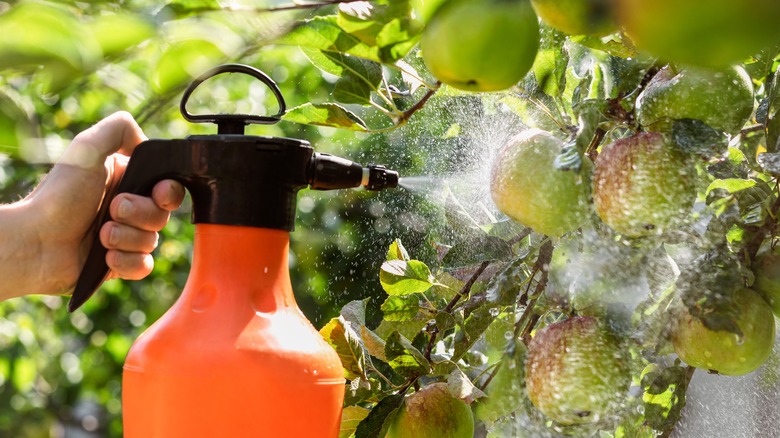 Hand spraying liquid on plants