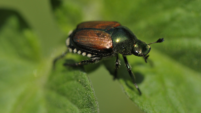 Japanese beetle on green leaf