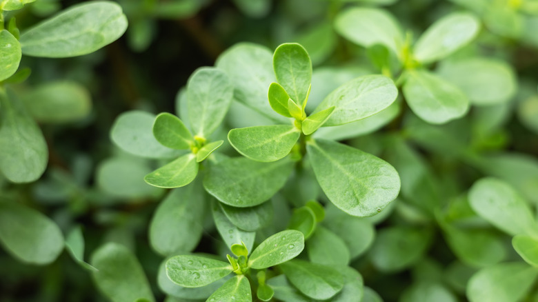 Purslane creeping onto a concrete sidewalk.