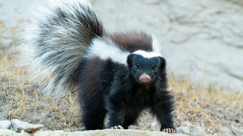 Skunk with cute face