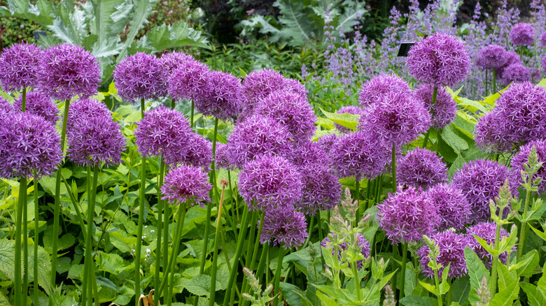 Blooming ornamental alliums