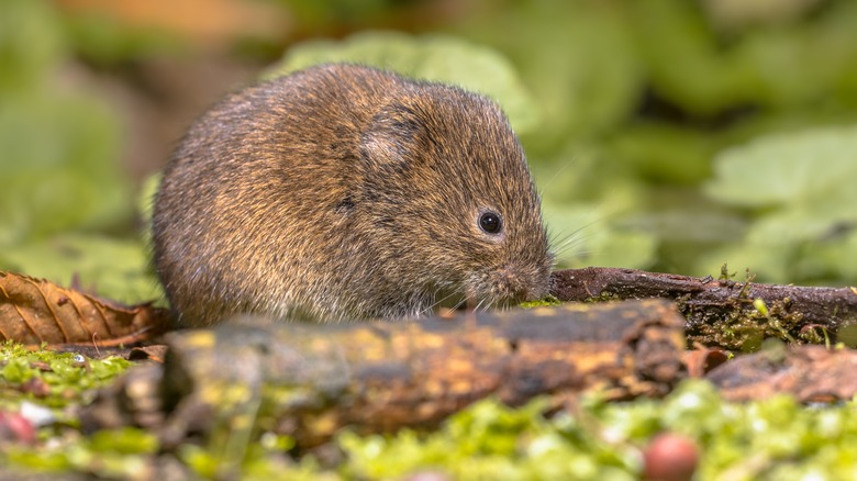 vole in garden 