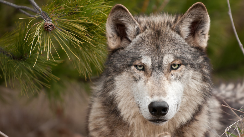 Close-up of timber wolf