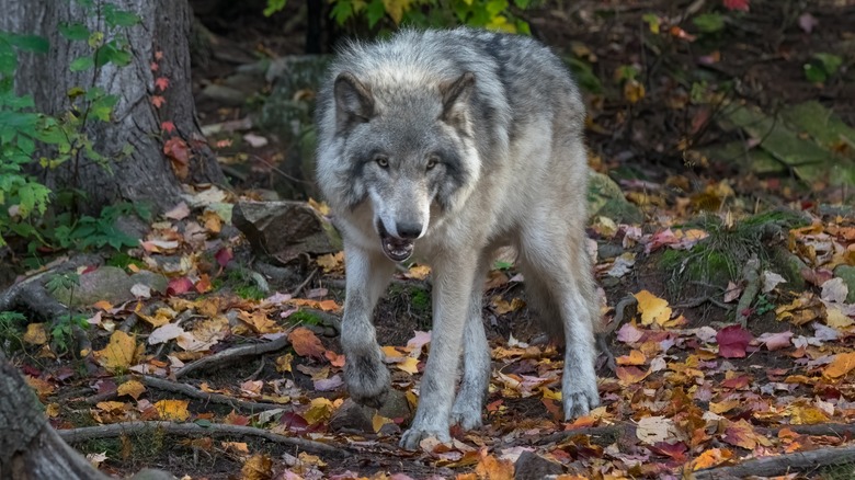 Gray wolf snarling