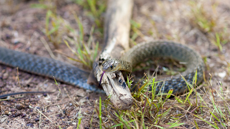 Snake slithering outside, curled on branch