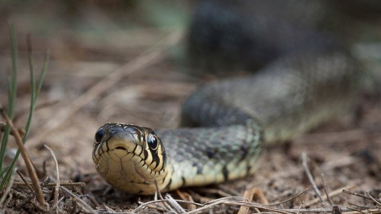 Snake in grass