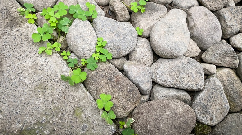 Clover growing in large rock gravel bed