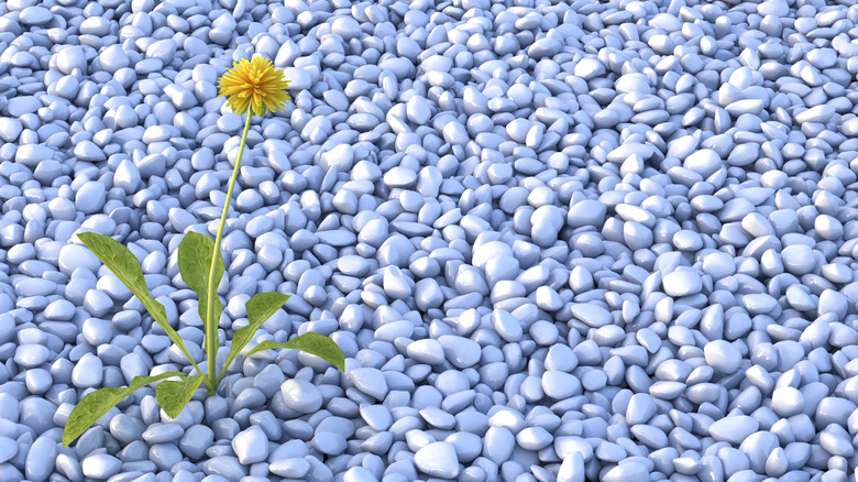 Dandelion growing in gravel bed