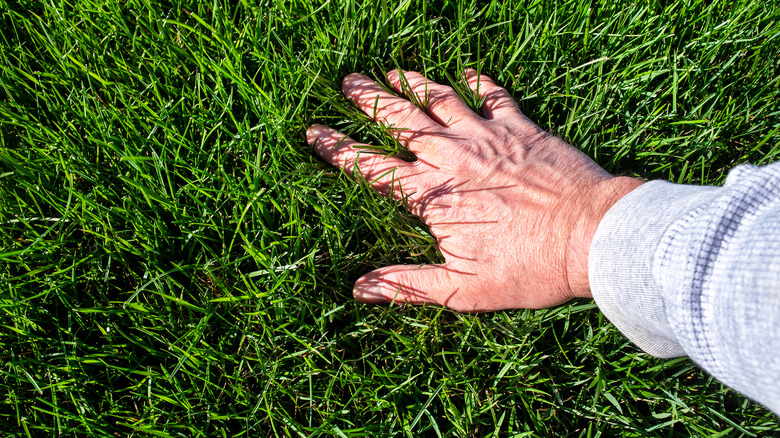 Hand inspecting lush green lawn