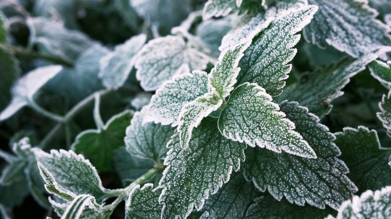 Mint leaves covered in frost