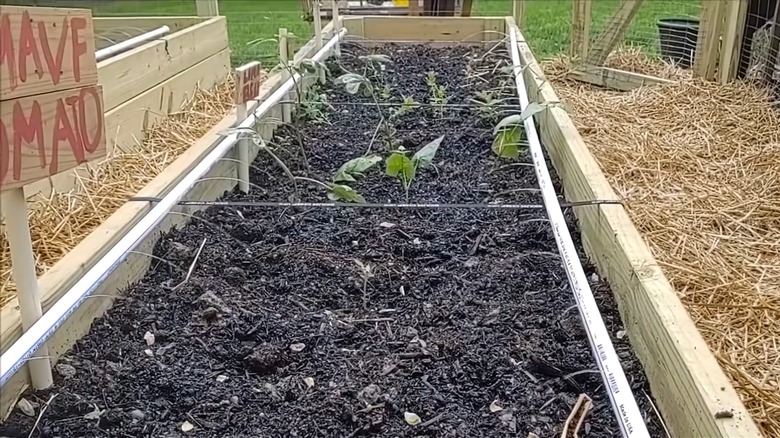 PVC irrigation DIY for raised garden bed