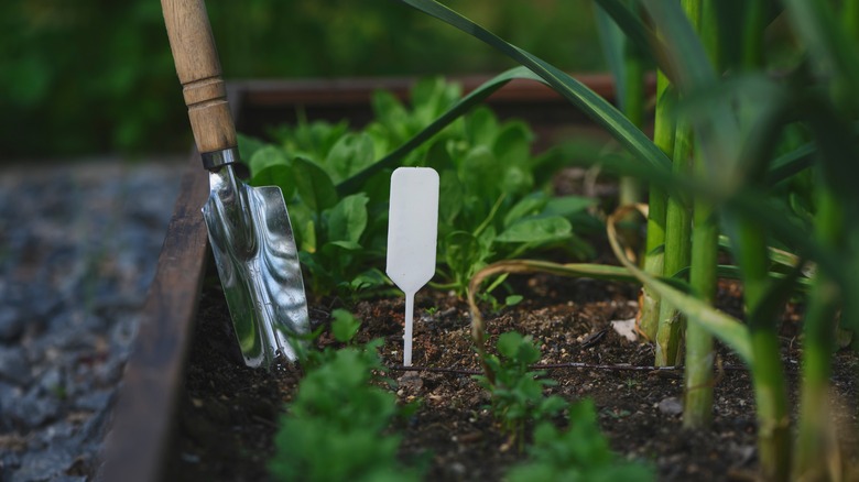 Veggie garden on garden bed