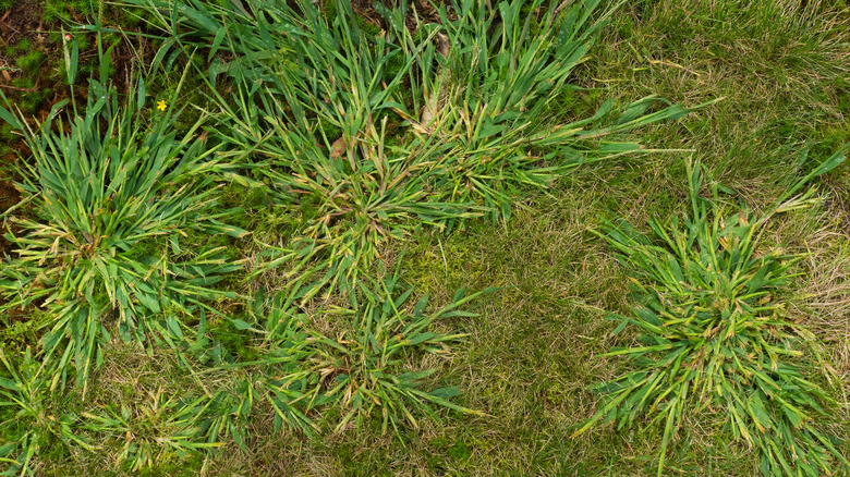 Crabgrass in yard