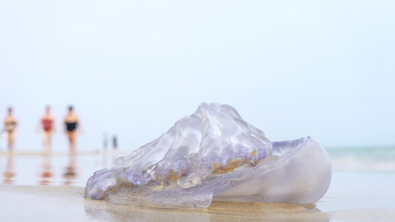 Jellyfish on the beach